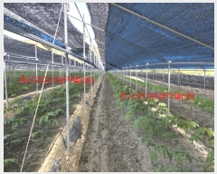  2025Ÿ431 泲 Ծ籺  ϸ 799      ()