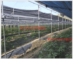  2025Ÿ431 泲 Ծ籺  ϸ 799      ()