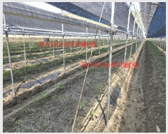  2025Ÿ431 泲 Ծ籺  ϸ 799      ()