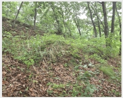  2025Ÿ��493 �泲 ��õ�� �ʰ�� �Ƹ��� 210      ����(��1)���