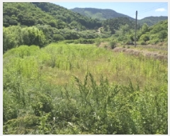  2025Ÿ530 泲 Ծ籺  鸮 816-1      ()