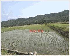  2025Ÿ��10229 �泲 �Ծ籺 ����� ���긮 131-6      ����(��)���