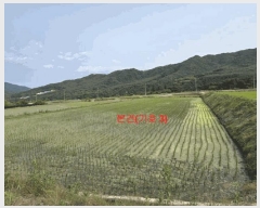  2025Ÿ��10229 �泲 �Ծ籺 ����� ���긮 131-6      ����(��)���