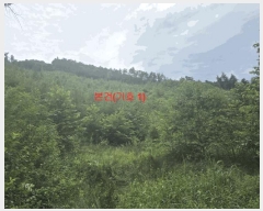  2025Ÿ��10315  �Ӿ߰��