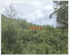  2025Ÿ��10315  �Ӿ߰��