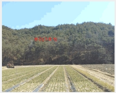  2025Ÿ��141 �泲 ��õ�� ��õ�� ��踮 ��95      ����(�Ӿ�)���