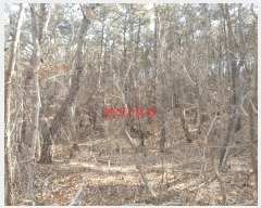  2025Ÿ��141 �泲 ��õ�� ��õ�� ��踮 ��95      ����(�Ӿ�)���