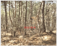  2025Ÿ��141 �泲 ��õ�� ��õ�� ��踮 ��95      ����(�Ӿ�)���