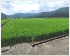  2025Ÿ��272 �泲 �Ծȱ� ���� ���ĸ� 1009-3      ����(��)���