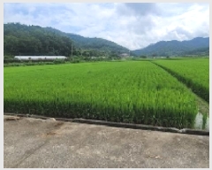  2025Ÿ��272 �泲 �Ծȱ� ���� ���ĸ� 1009-3      ����(��)���