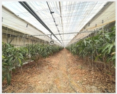  2025Ÿ��20068  ����