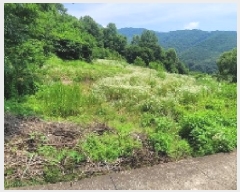  2025Ÿ��243  ����