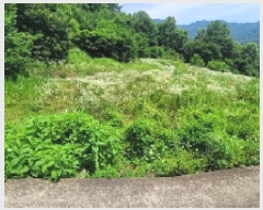  2025Ÿ��243  ����