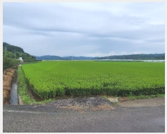  2025Ÿ��288  ����