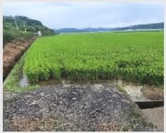  2025Ÿ��288  ����