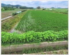  2025Ÿ��238  ����