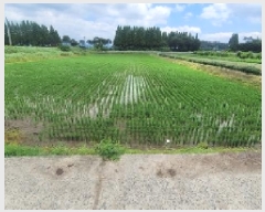  2025Ÿ��238  ����