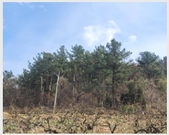  2025Ÿ��20445  �Ӿ߰��