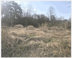  2025Ÿ32355   嵿 513       (1)