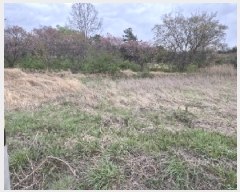  2025Ÿ32355   嵿 513       (1)