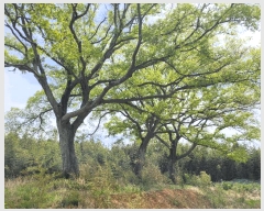  2025Ÿ32598  걸 赿 1052       ()