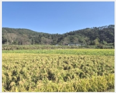  2025Ÿ��5504  ����