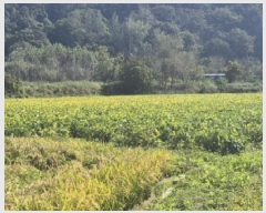  2025Ÿ��5504  ����