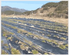  2025Ÿ��31994  �����