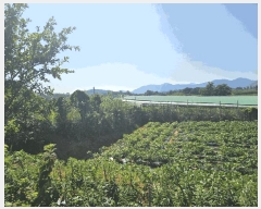  2025Ÿ��33246  ���������