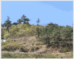  2025Ÿ2109  ֽ Ȳ  245-12      (Ӿ)