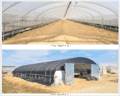  2025Ÿ��3676  ����