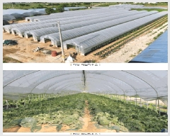  2025Ÿ��3676  ����