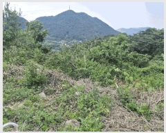  2025Ÿ32892  ȭ   198-1      (1)