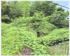  2025Ÿ33459   絿  264      ð