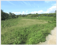  2025Ÿ��33903 ���� ���ֽ� ��Ȳ�� Ȳ�븮 621      ����(��1)���