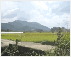  2025Ÿ��33903 ���� ���ֽ� ��Ȳ�� Ȳ�븮 621      ����(��1)���