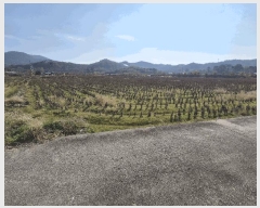  2025Ÿ��34366  ����