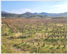  2025Ÿ��34366  ����