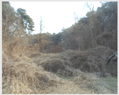  2025Ÿ32009   ޸  50      (Ӿ)