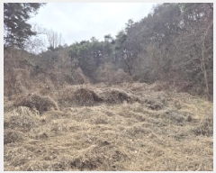  2025Ÿ32009   ޸  50      (Ӿ)