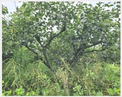  2025Ÿ32244  ȭ ָ  1152-7      ()