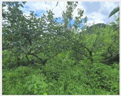  2025Ÿ32244  ȭ ָ  1152-7      ()