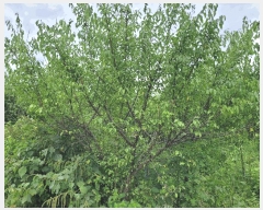  2025Ÿ32244  ȭ ָ  1152-7      ()