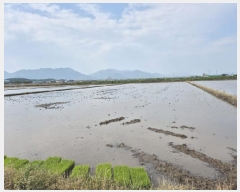  2025Ÿ��32710  ����