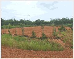  2025Ÿ��32939 ���� ���ֽ� ��Ȳ�� ������ 731-8      ����(��)���