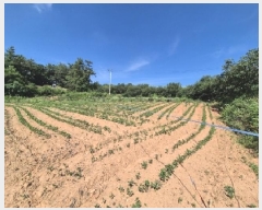  2025Ÿ��32939 ���� ���ֽ� ��Ȳ�� ������ 731-8      ����(��)���