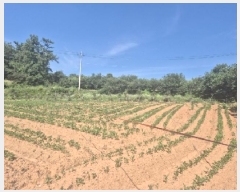  2025Ÿ��32939 ���� ���ֽ� ��Ȳ�� ������ 731-8      ����(��)���