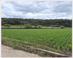  2025Ÿ��33050  ����