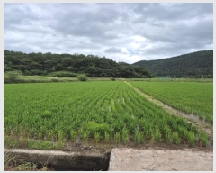  2025Ÿ��33050  ����