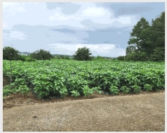  2025Ÿ��33421  ����